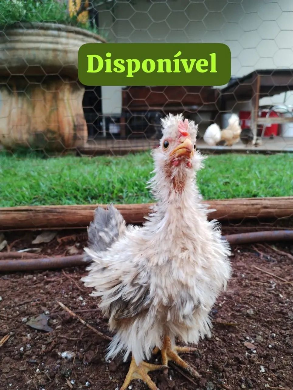 Vende-se galo índio mura  - Foto 6