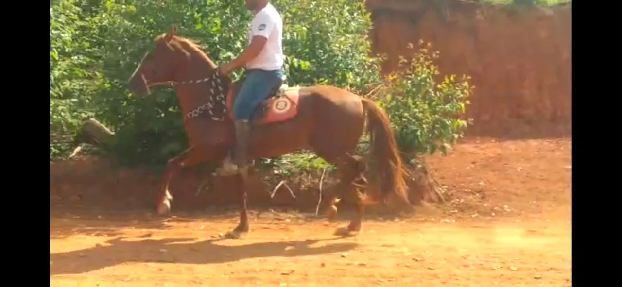 Animais batida  - Foto 2
