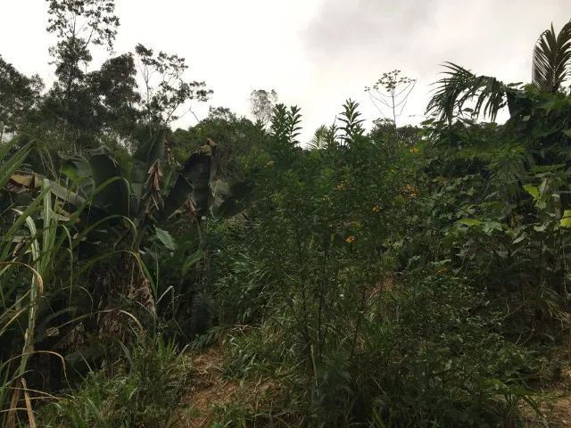 VENDO SÍTIO COM CASA - 9.000m² - Foto 5