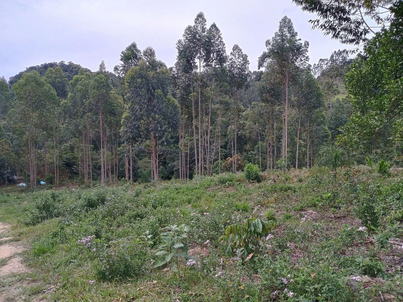 ANITÁPOLIS/SC - Ótimo terreno para sítio com 2.8hectares  - Foto 3