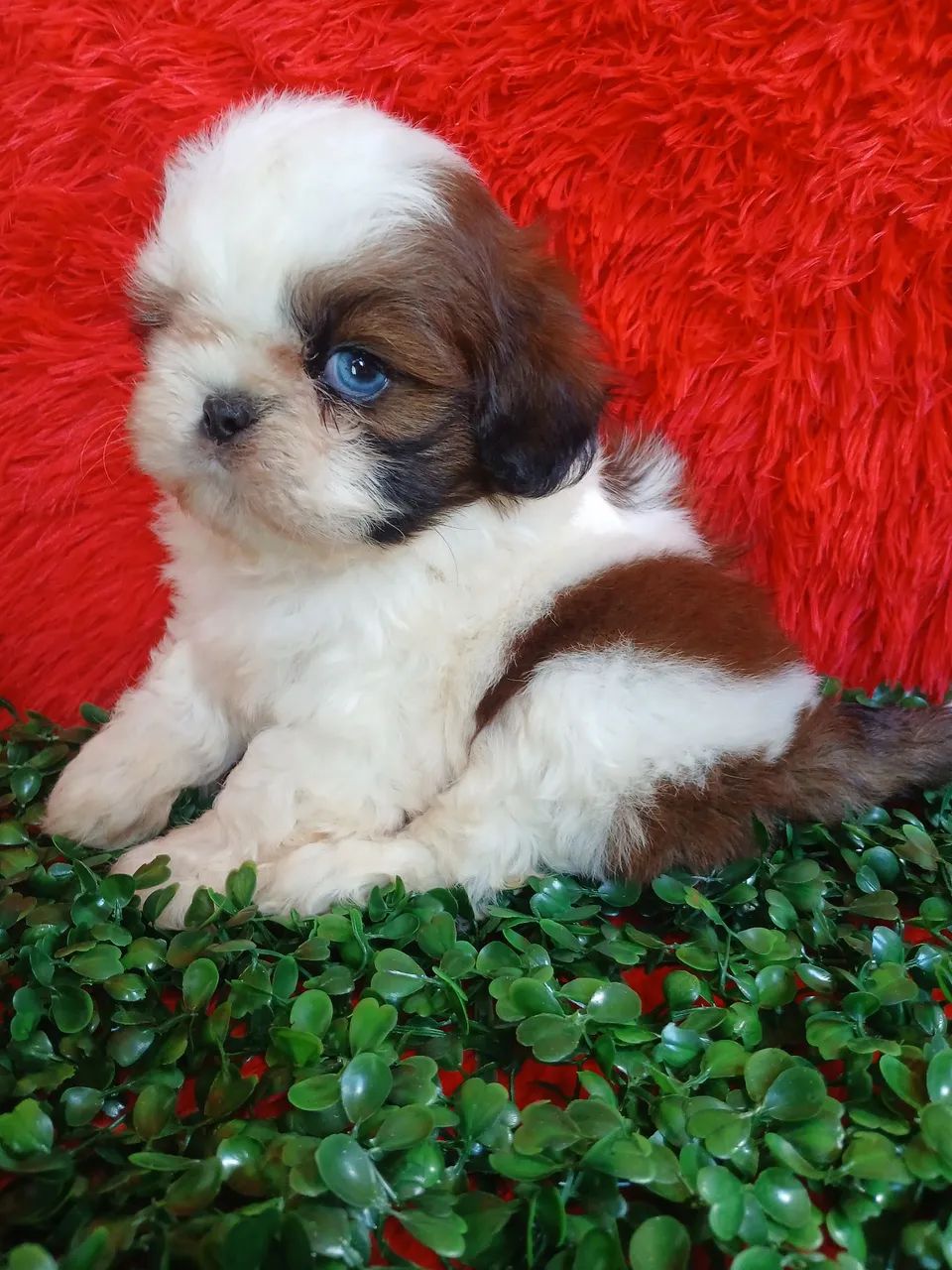 Shih tzus - Foto 5