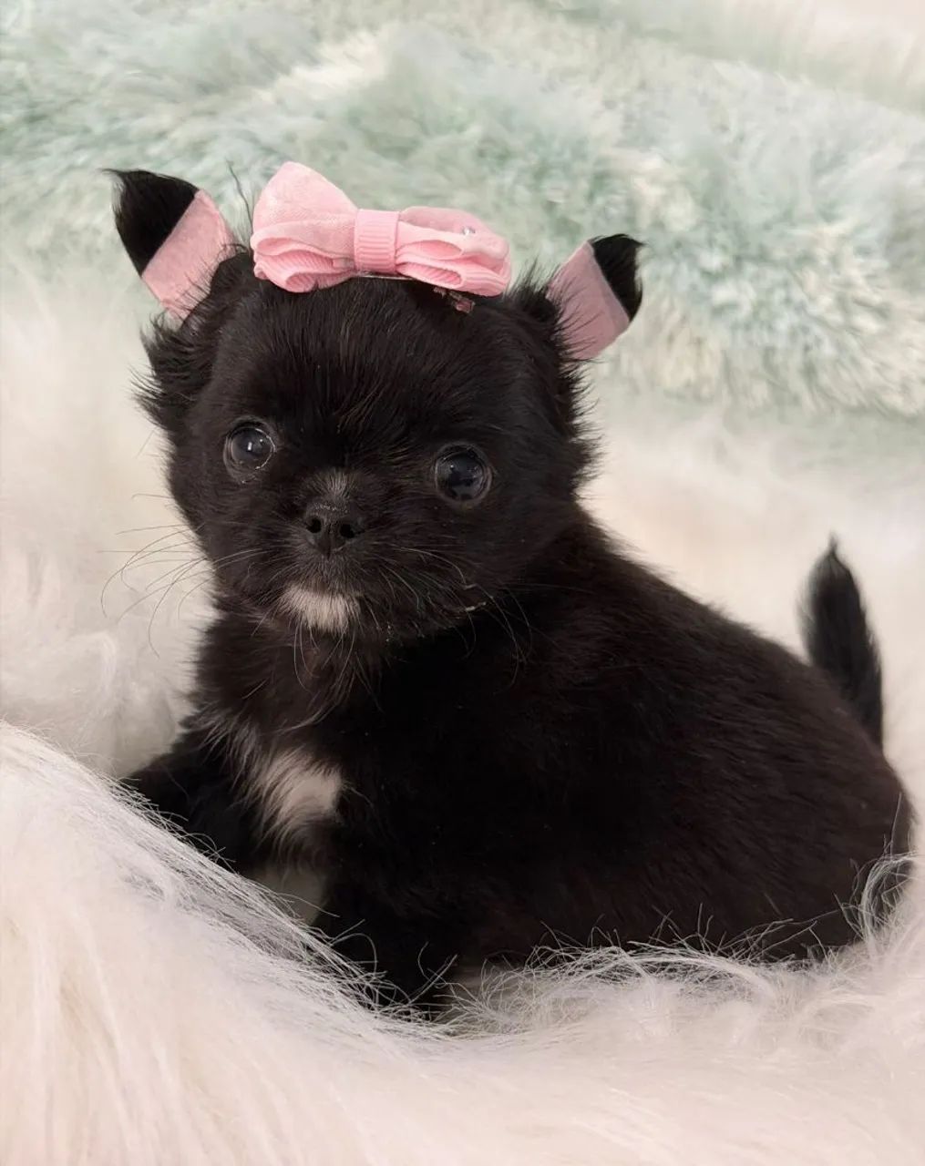 Chihuahua. Uma pretinha super charmosa e cheia de amor para dar!