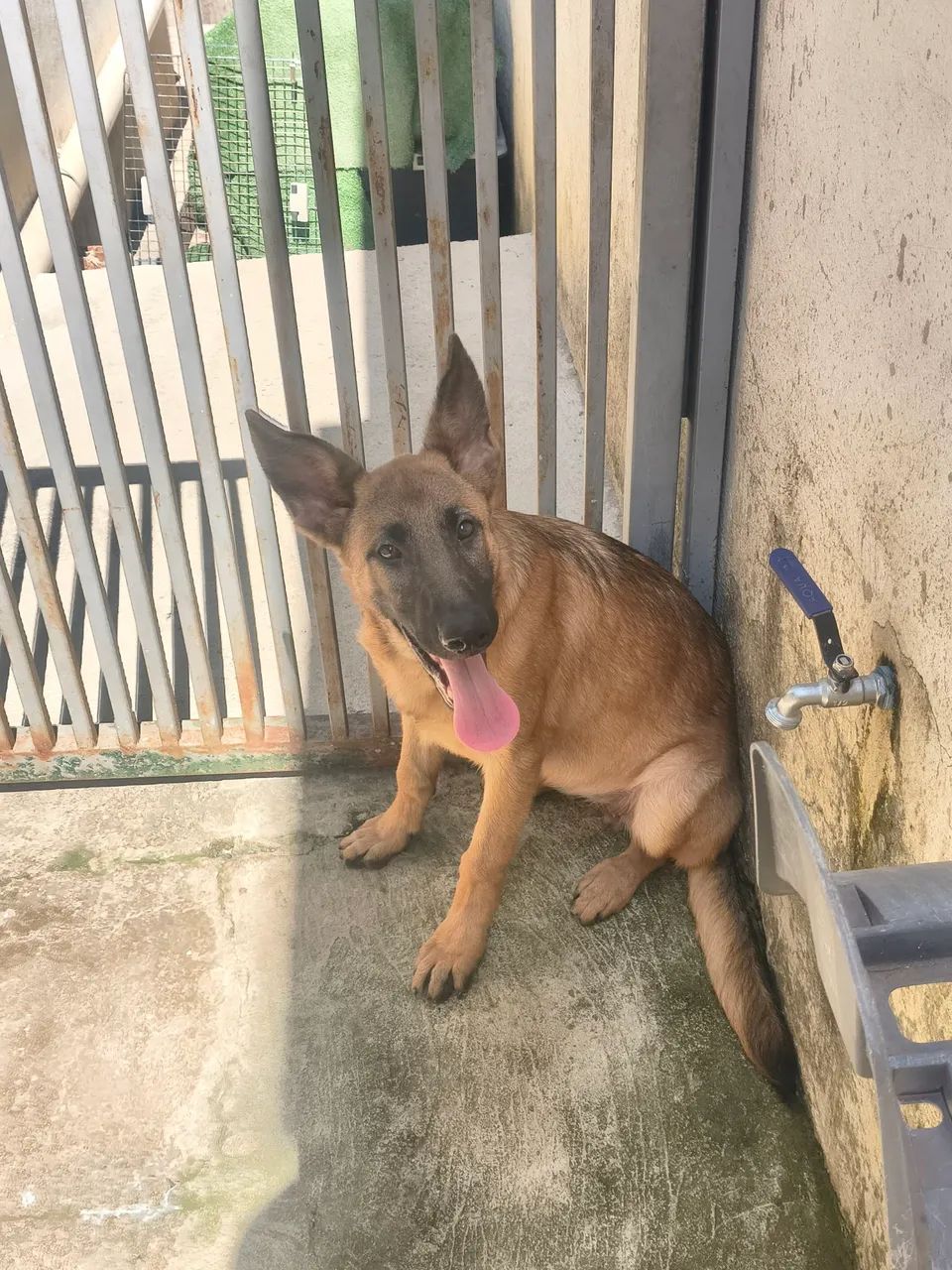 Filhotes de Pastor Malinoa, cães para guarda e proteção  - Foto 4