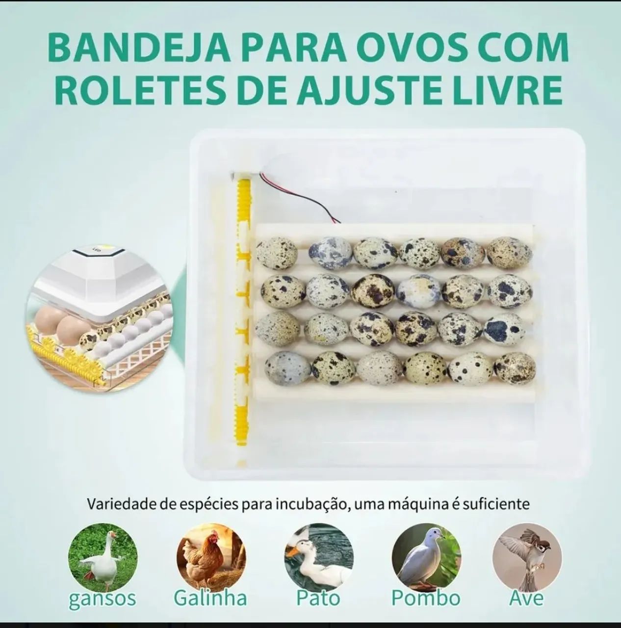 Chocadeira Incubadora - Foto 2