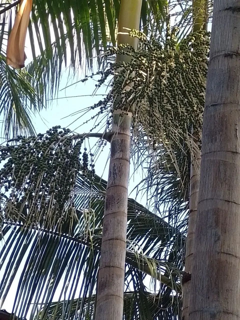 AÇAÍ IN NATURA - Foto 2