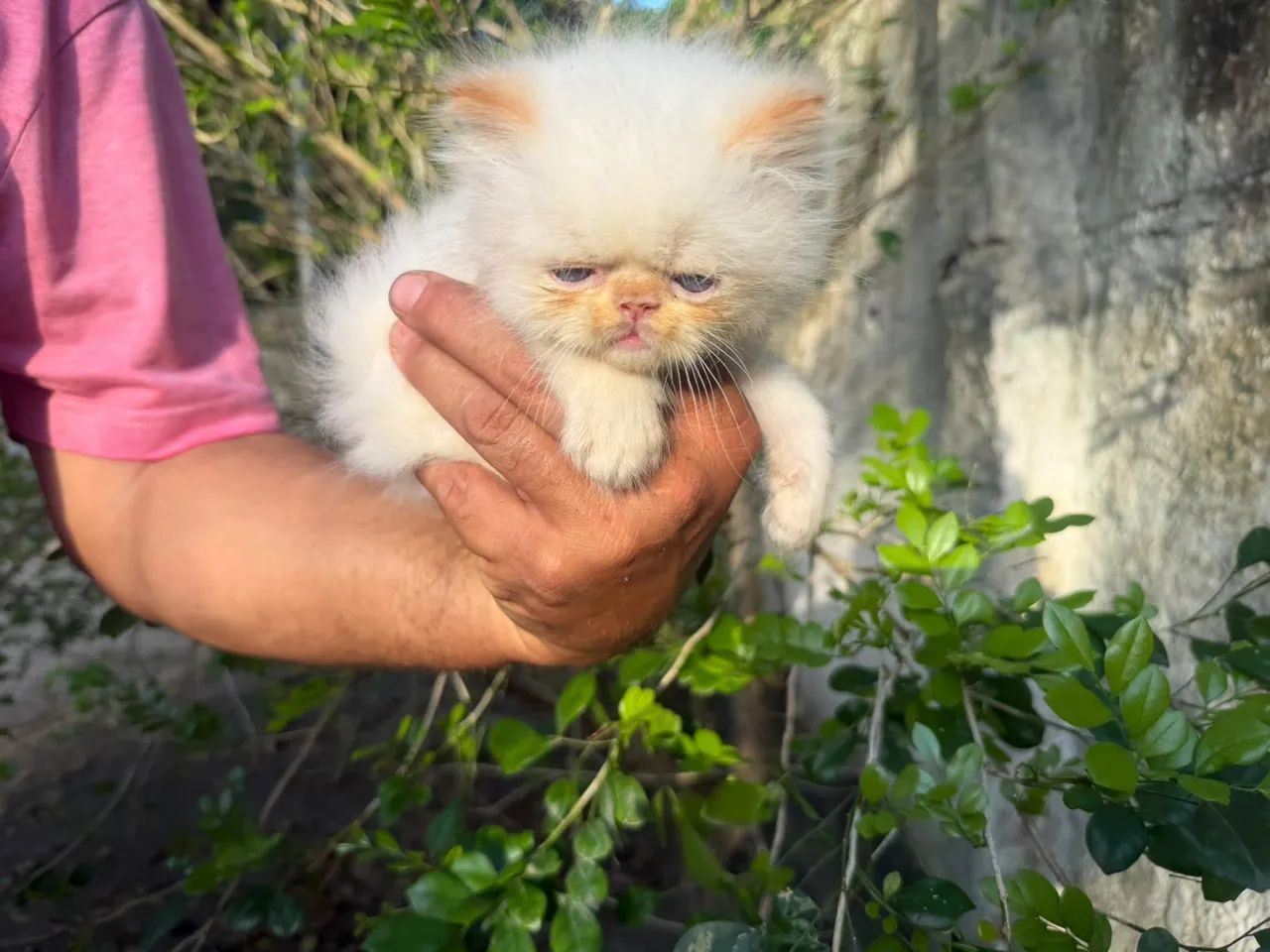 Gata persa - Foto 2