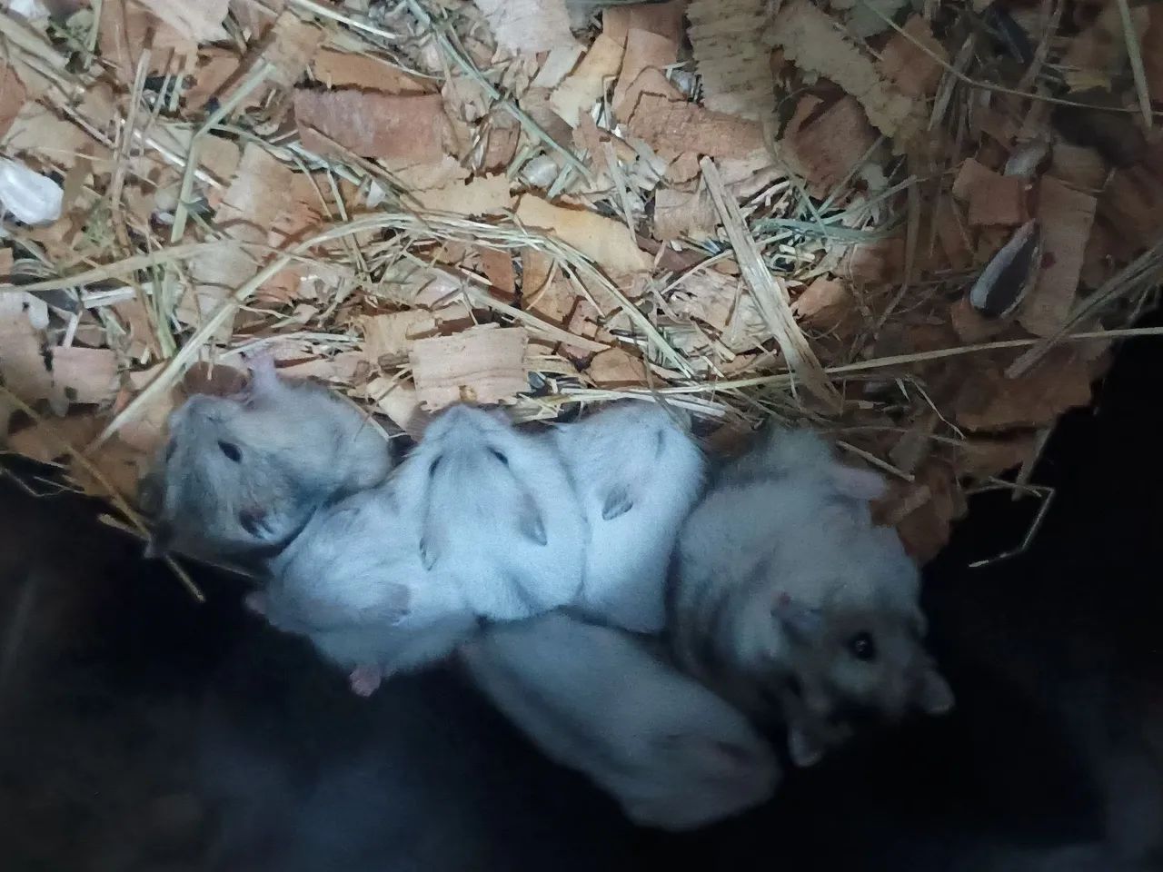 Hamisters - Foto 2