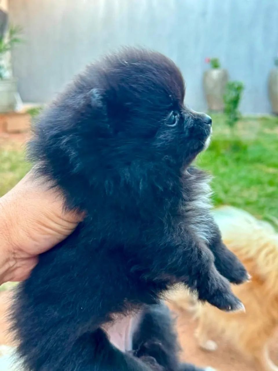 Sptiz Alemao - lulu da pomerania mini - Foto 3