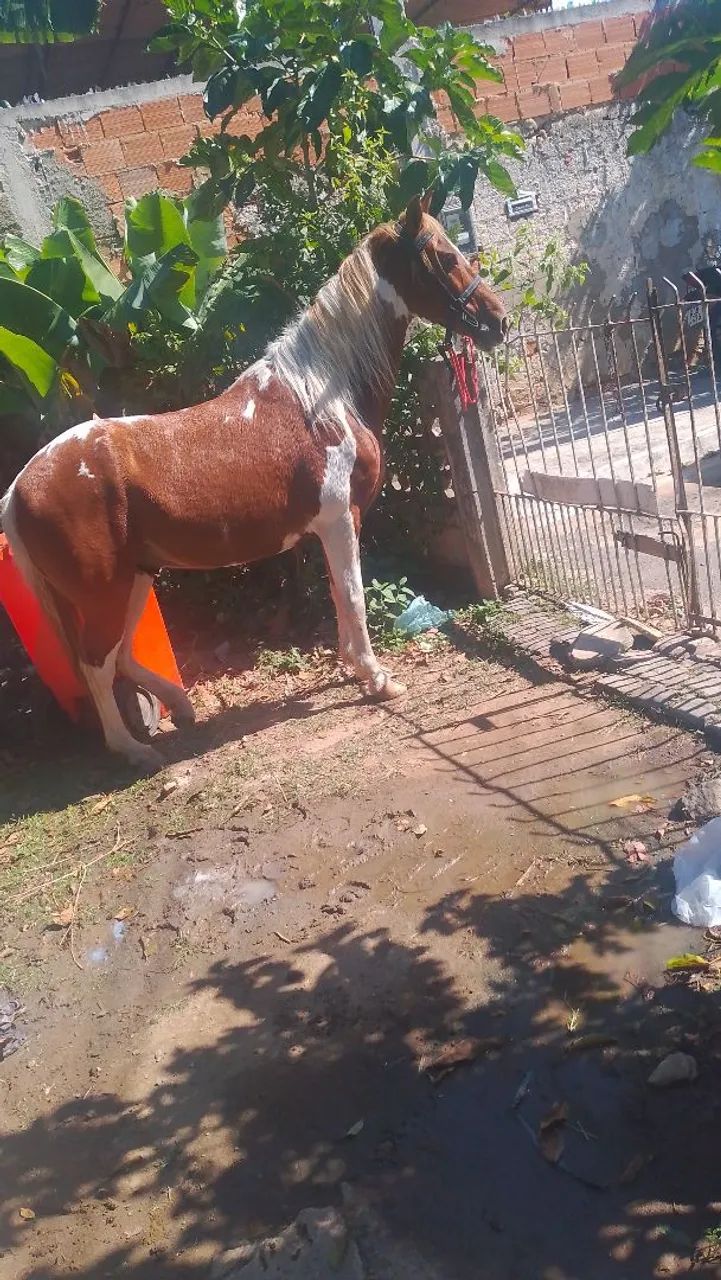 Cavalo  - Foto 2