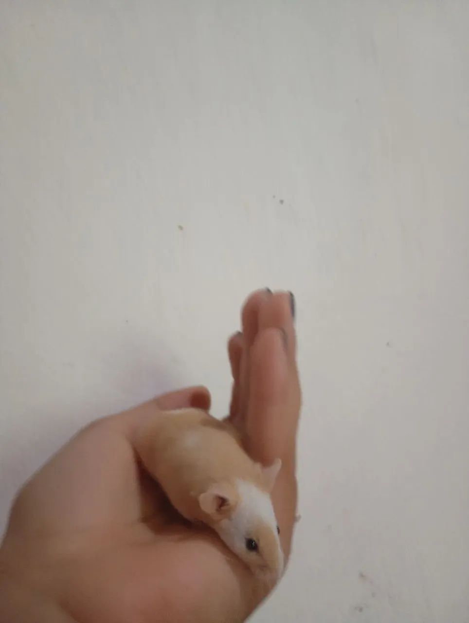 Camundongo mansinho  - Foto 2