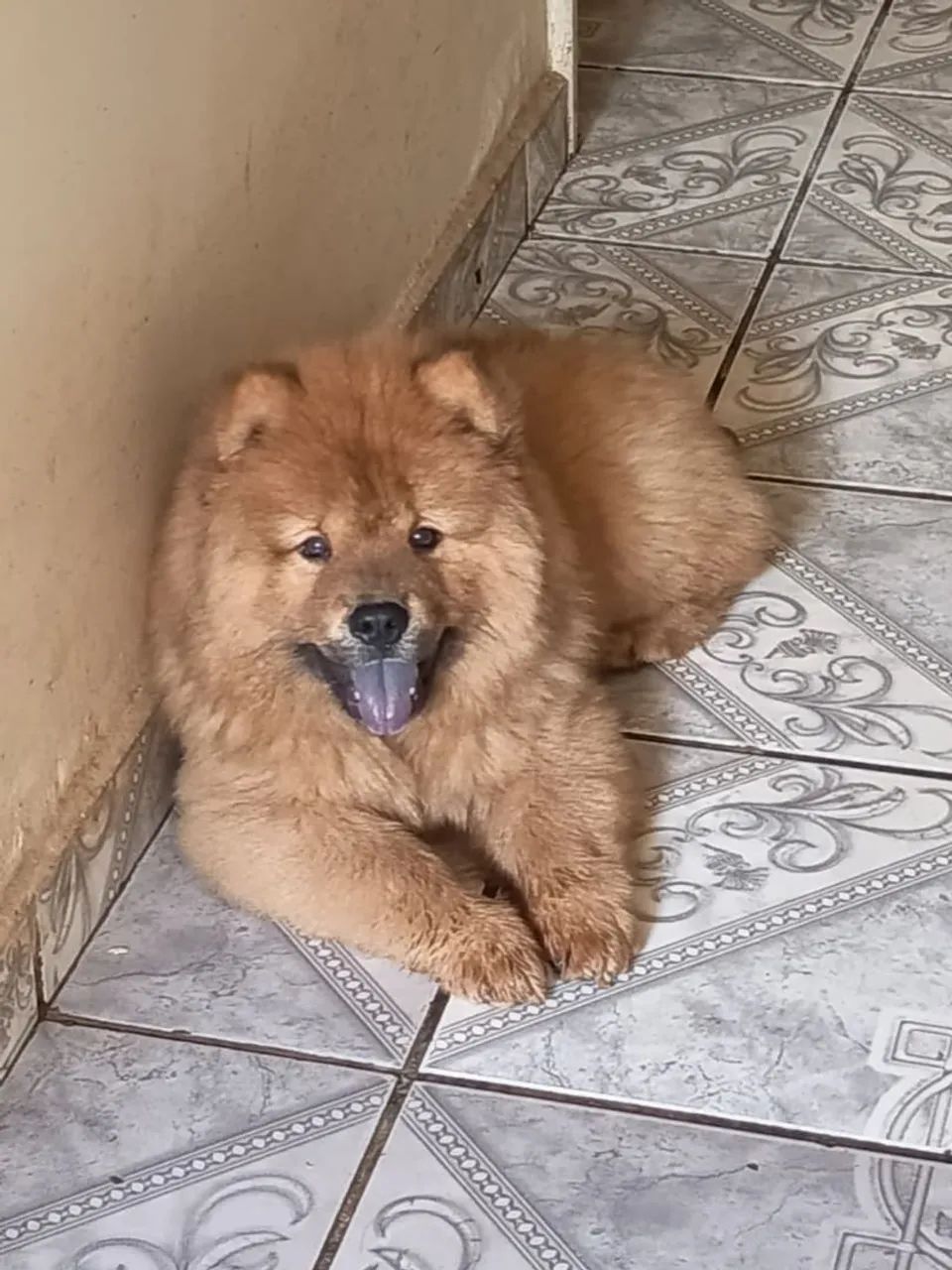 Chow-chow  - Foto 3