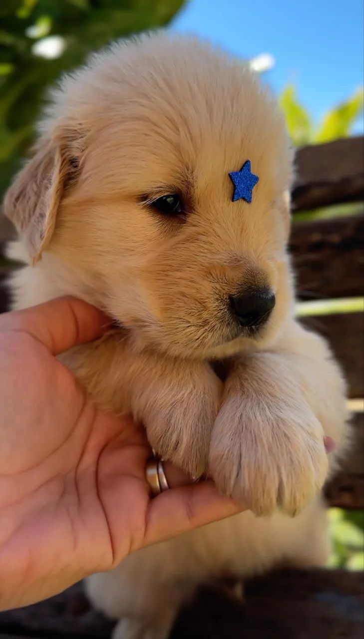 Golden Retriever  - Foto 3