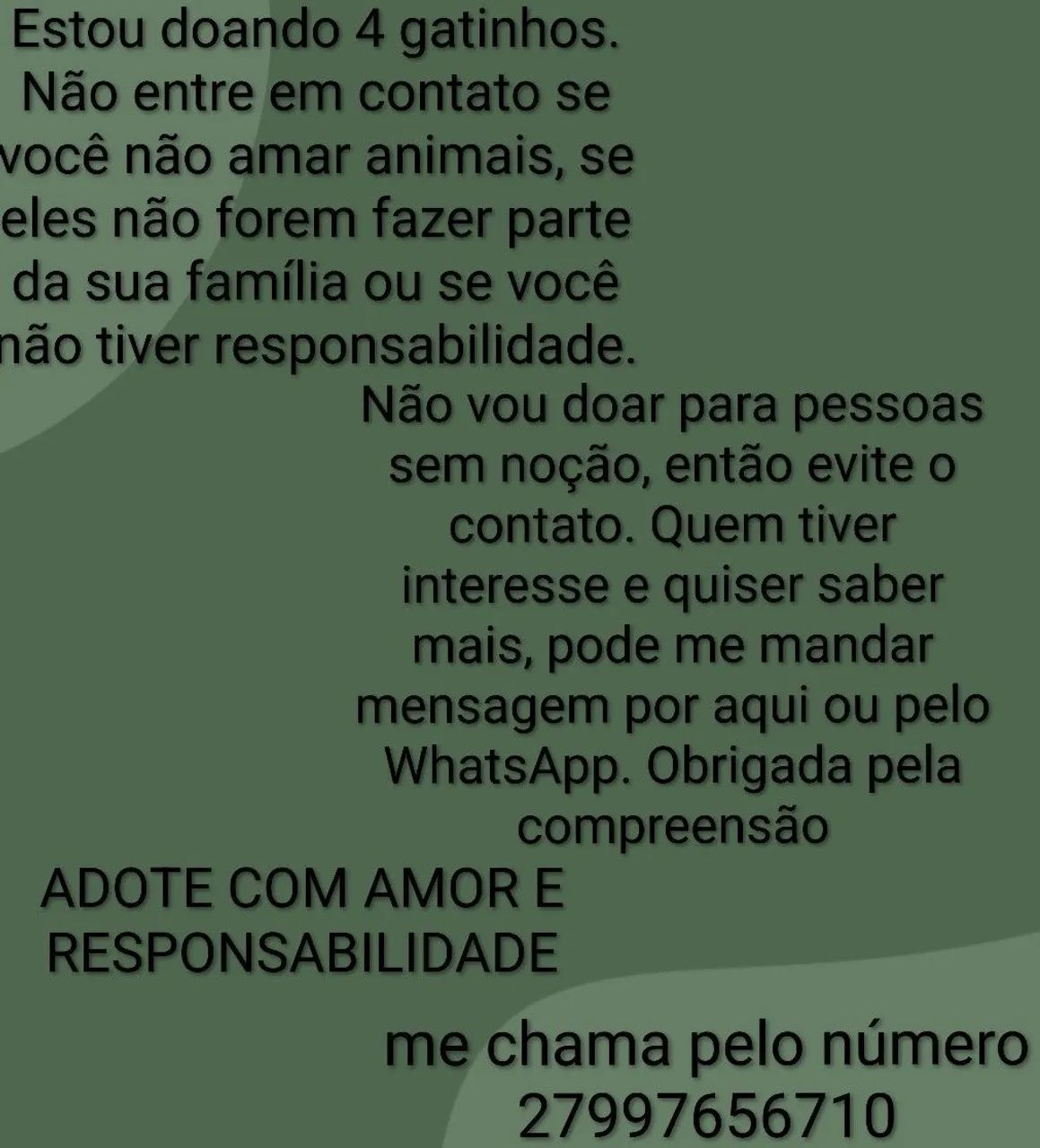 doando gatinhos 