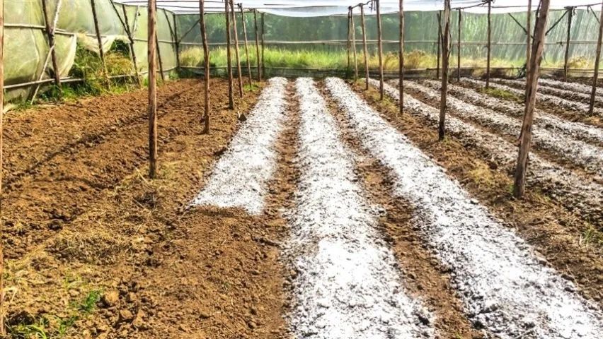 Calcario Agricola+magnesio sc 25kg  para Café, milho e lavoura em geral - Ji-parana - Foto 2