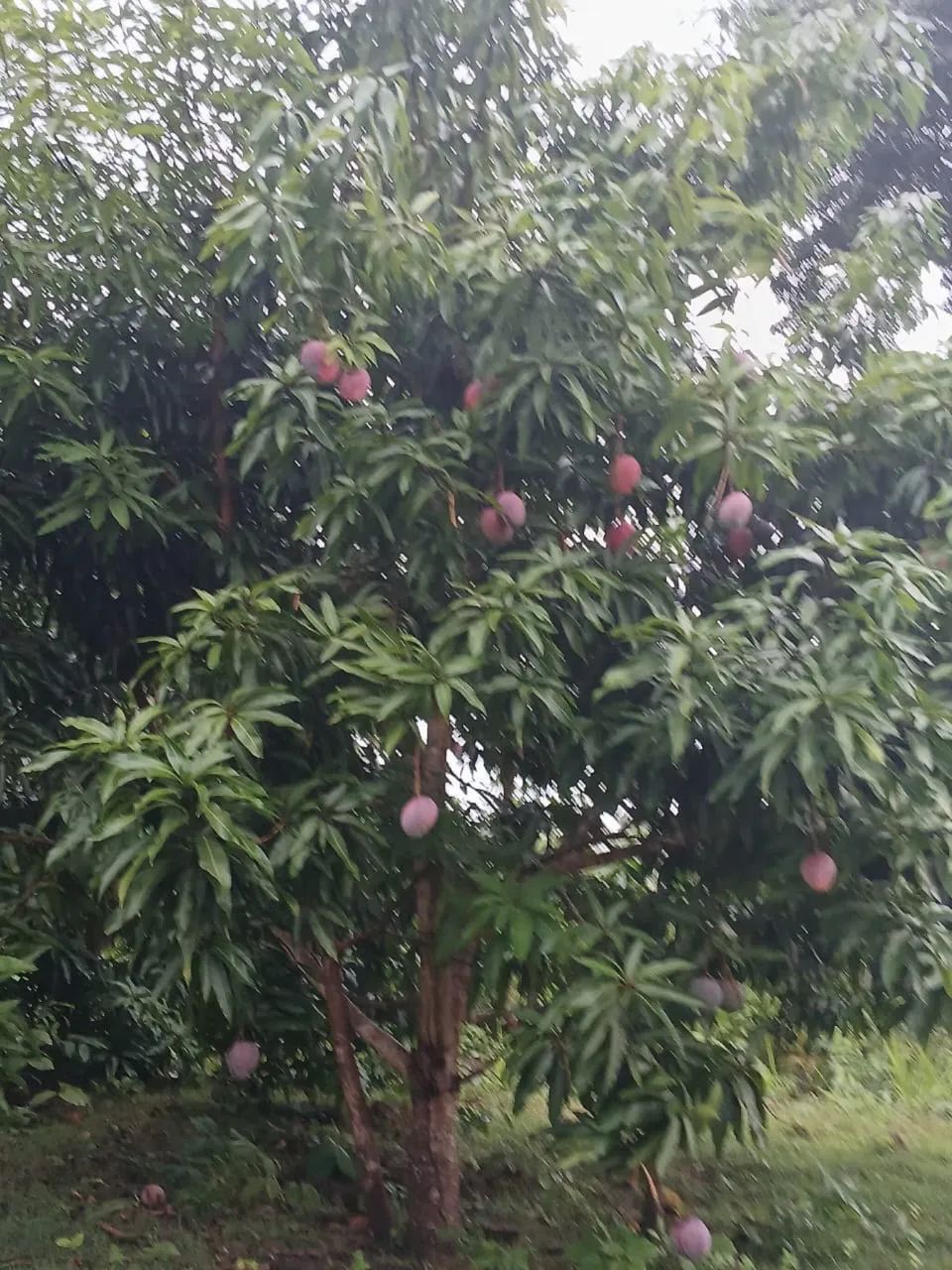 Chácara com estrutura completa no luzimangues - Foto 3