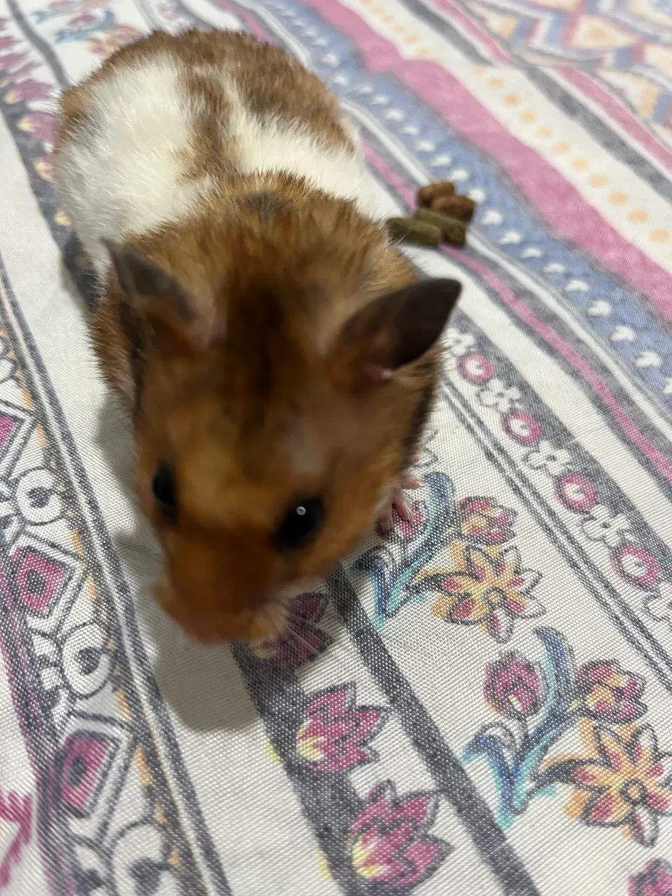 Hamster anão russo 
