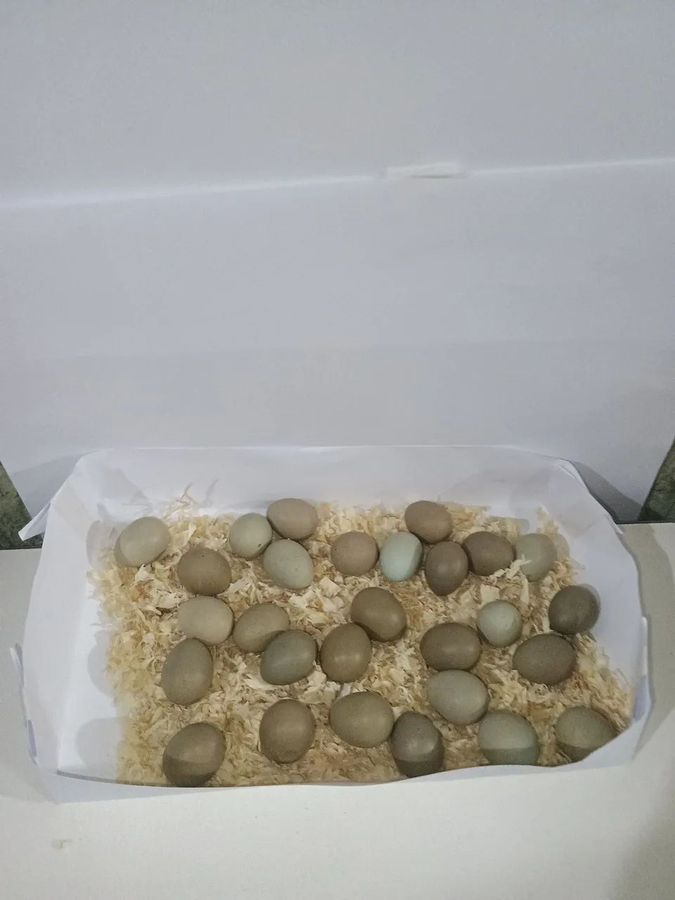 15 ovos de codorna chinesa férteis  - Foto 2