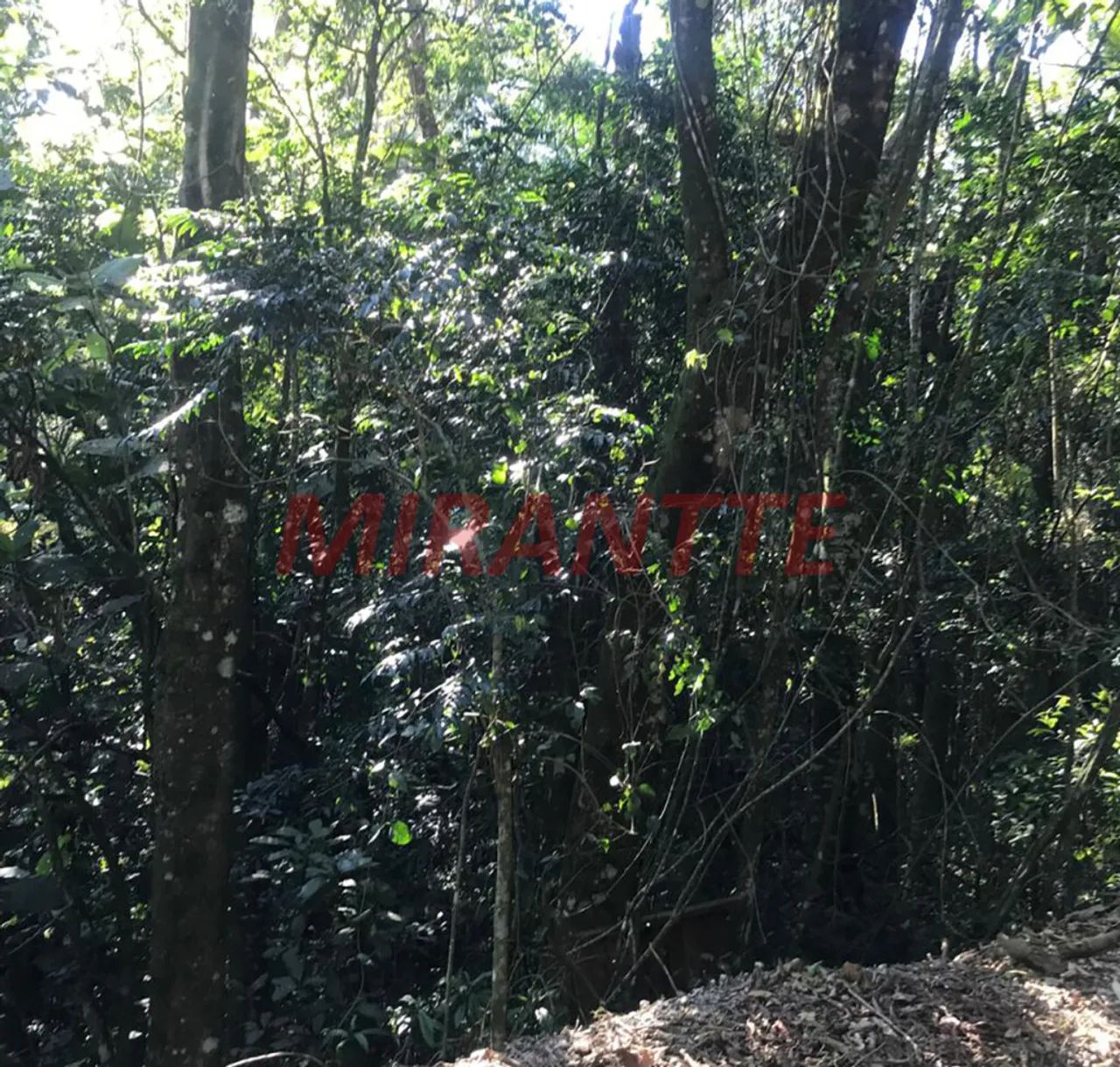 Terreno em Serra da Cantareira - Foto 4