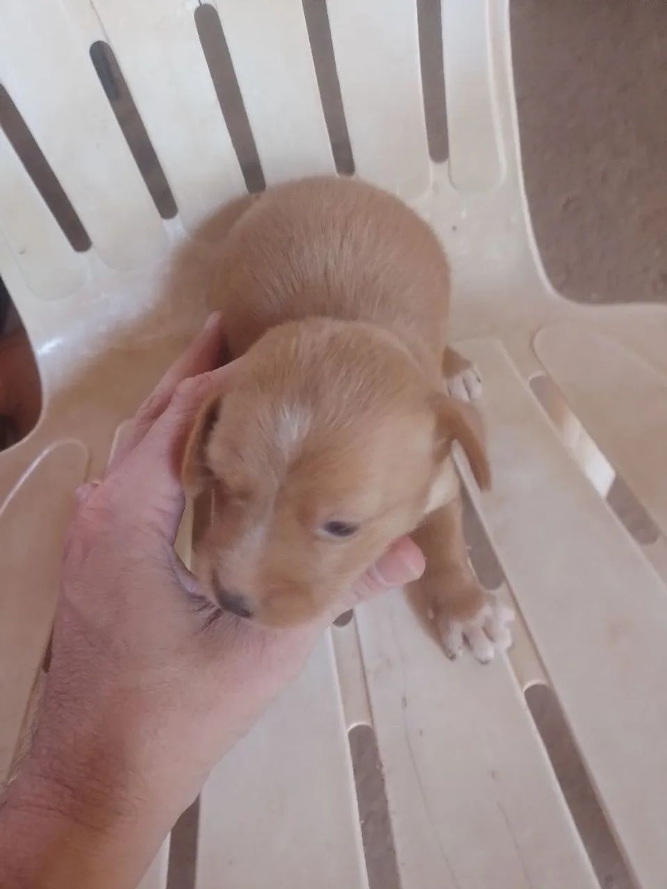 Animais De Estimação  - Foto 5