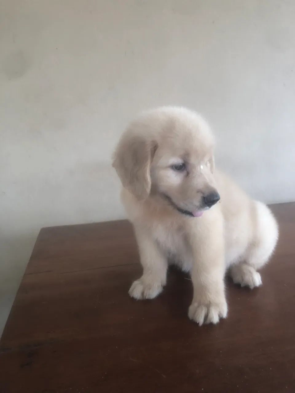 Golden retriever  - Foto 3