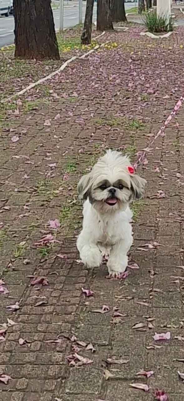 Animal de estimação  - Foto 2