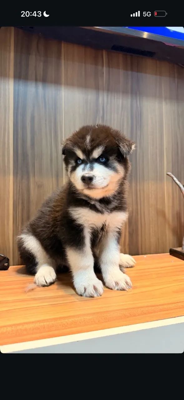 Husky siberiano  - Foto 2