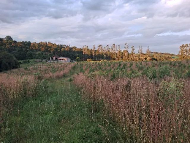 Terra + pinus de 2 anos - Foto 3