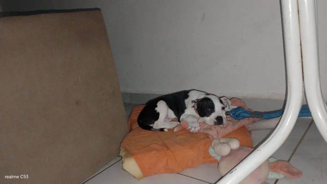 Pitbull