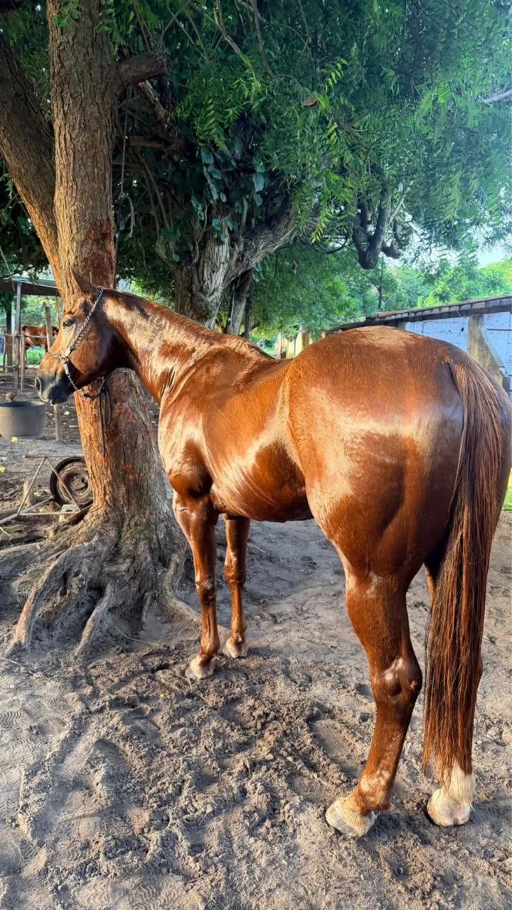 ? GARANHÃO QUARTO DE MILHA PURO - VAQUEJADA DE ESQUERDA ? 