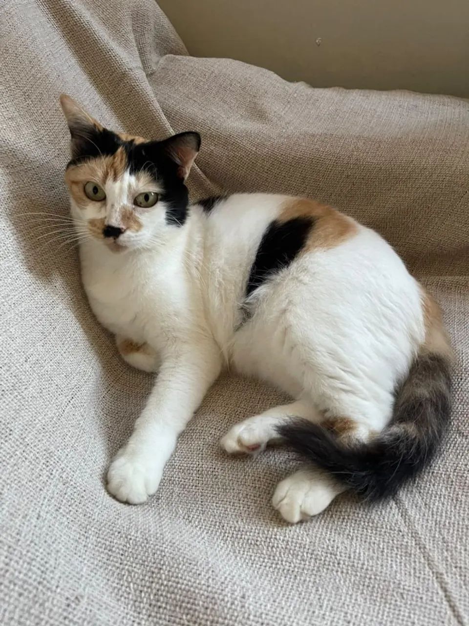 Gatinha para adoção  - Foto 5