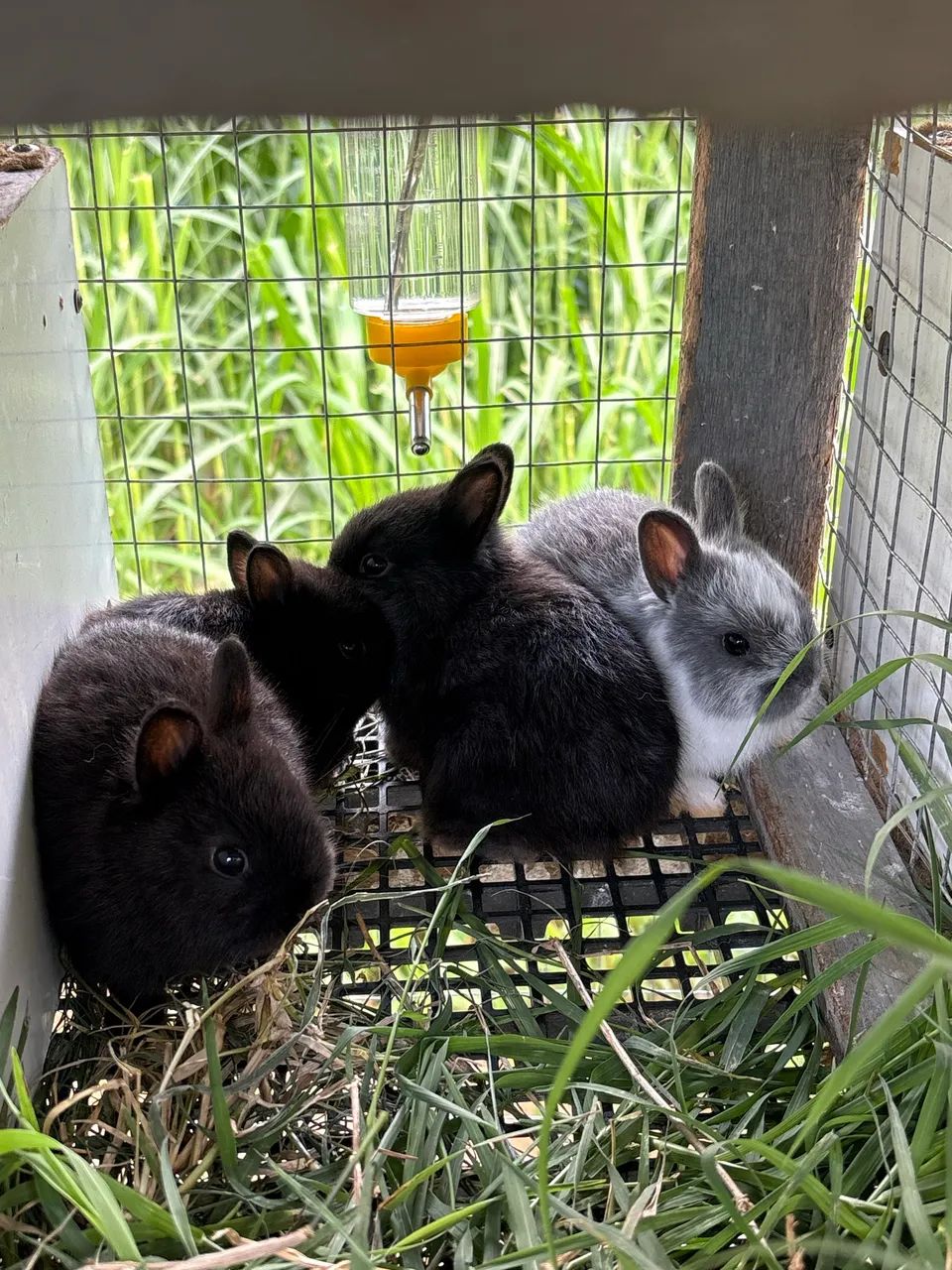 Mini coelho Netherland Dwarf