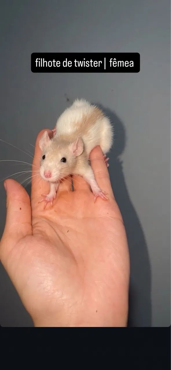 Rato twister | @tocadosfavoritos