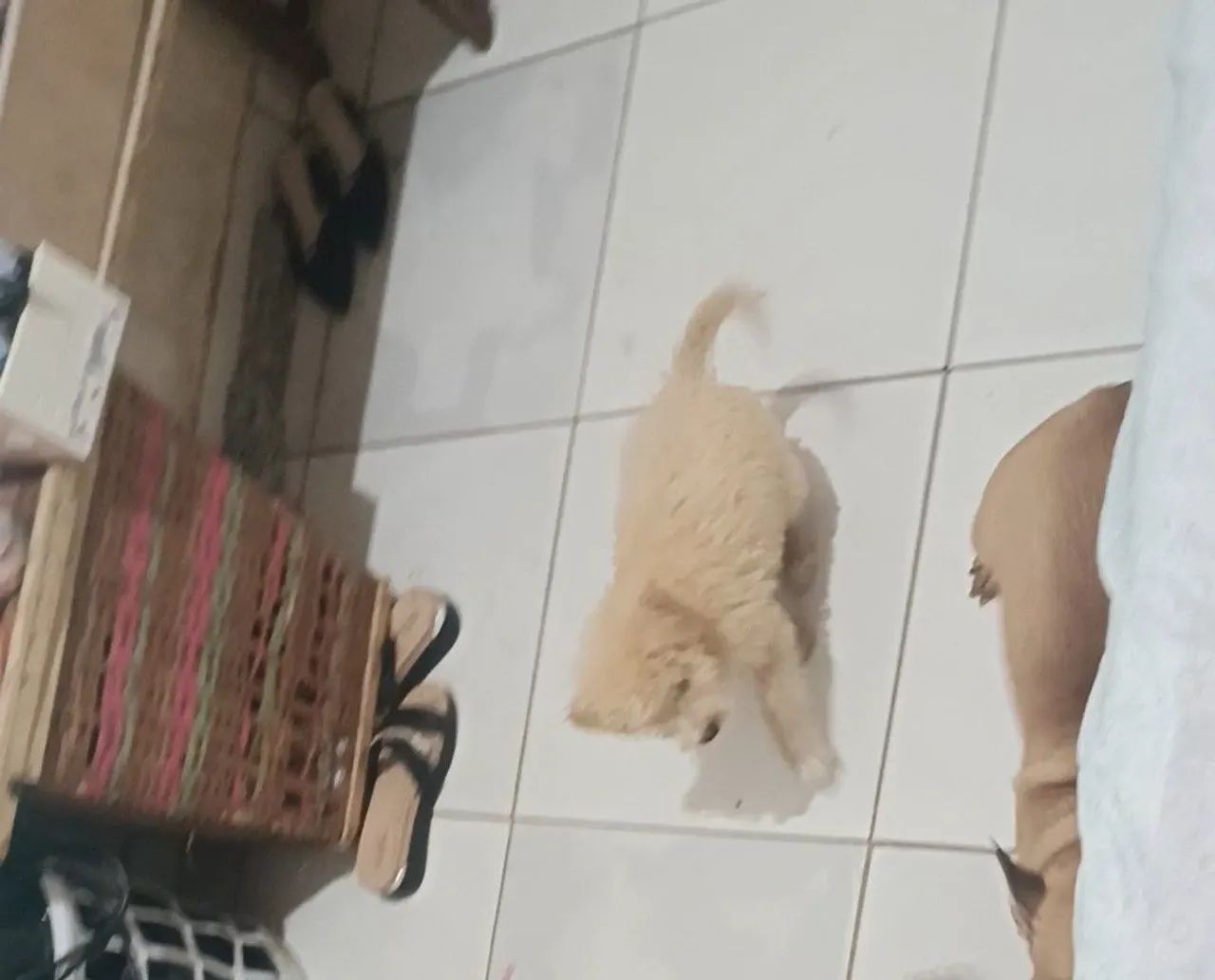Poodle  - Foto 3