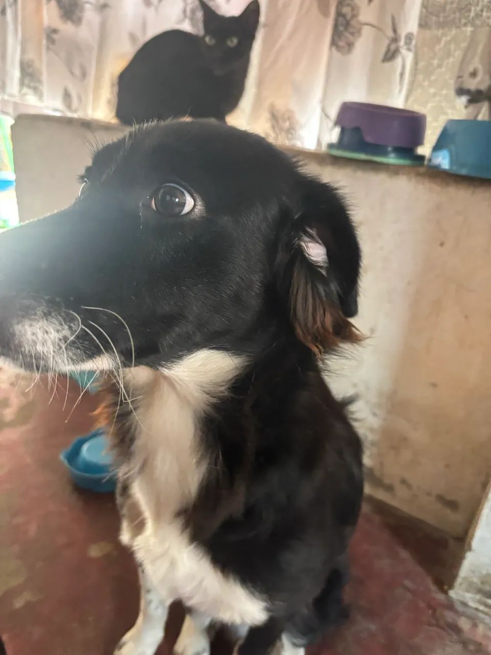 cachorro para doação responsável  - Foto 2