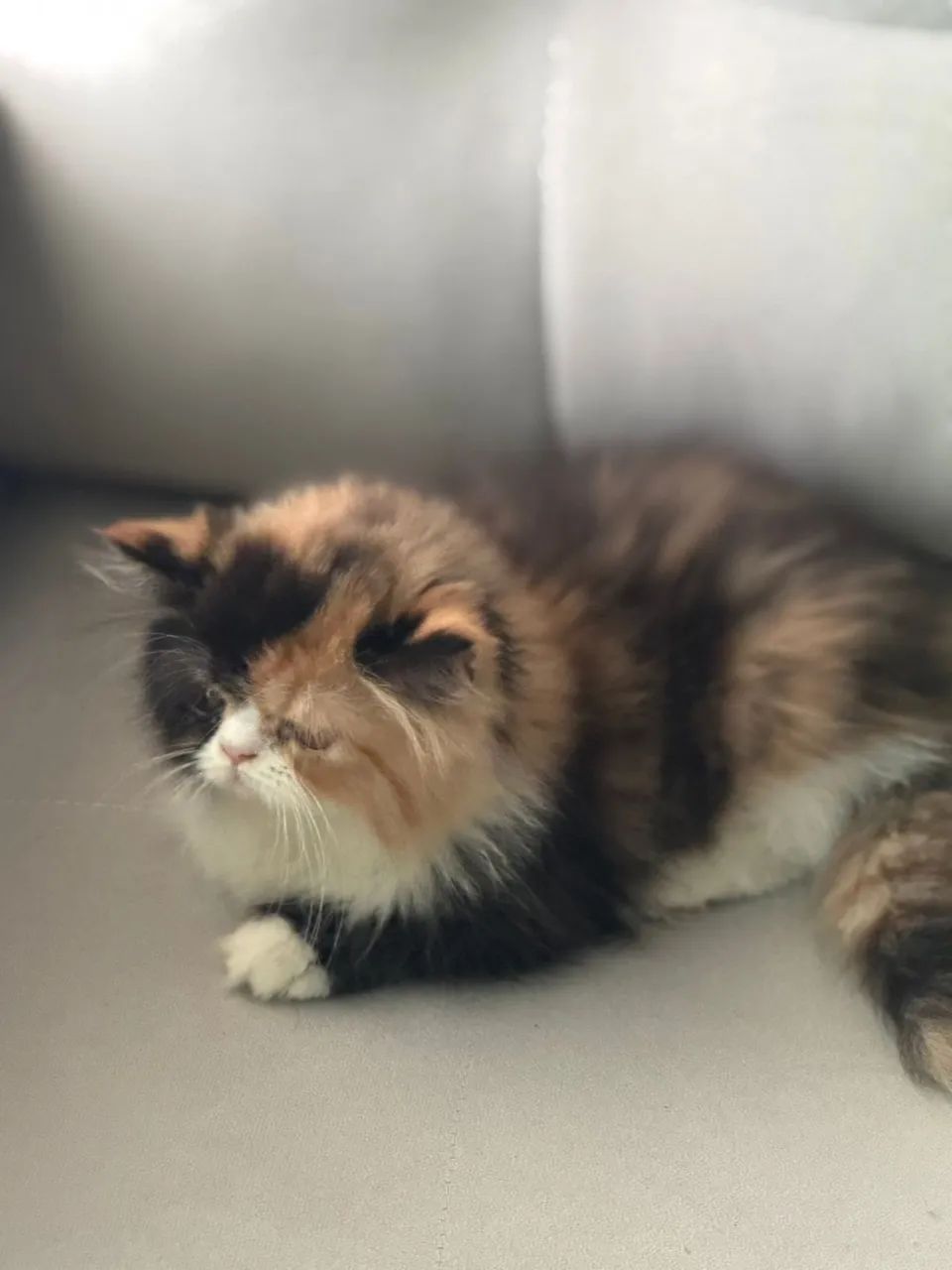 Gata Persa - Foto 4