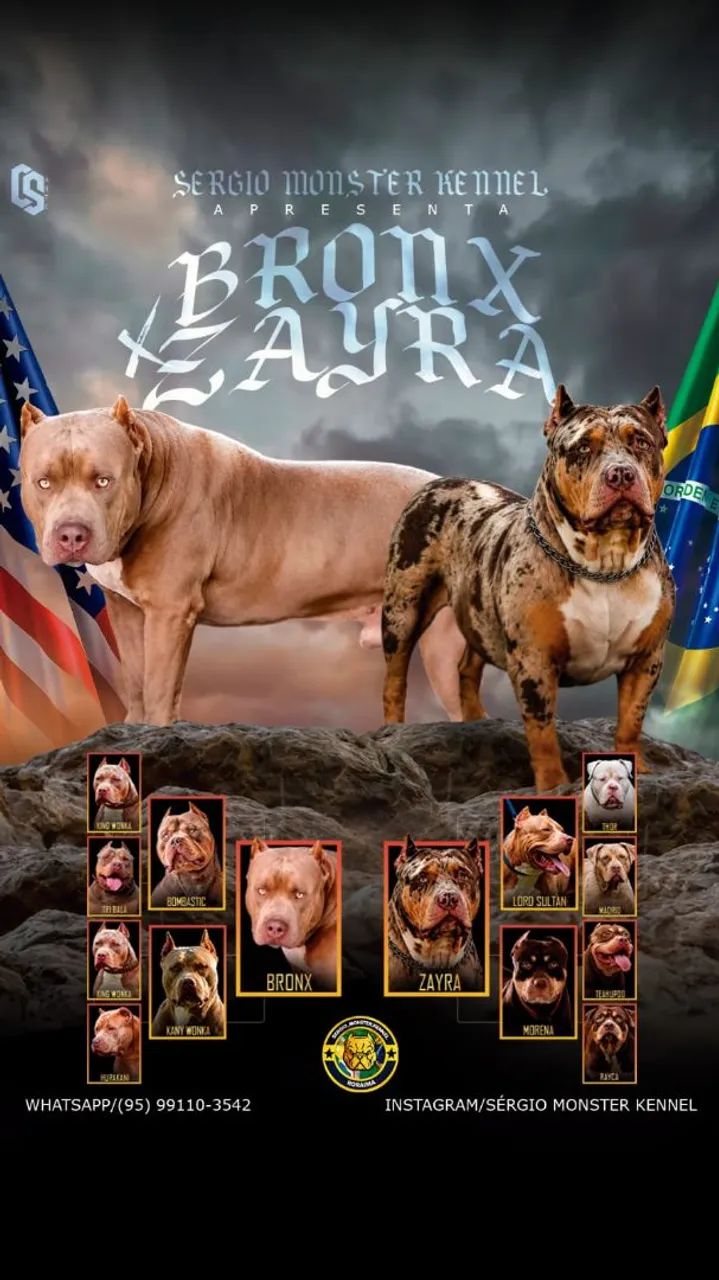 Filhote macho pitmonster com pedigree  - Foto 2