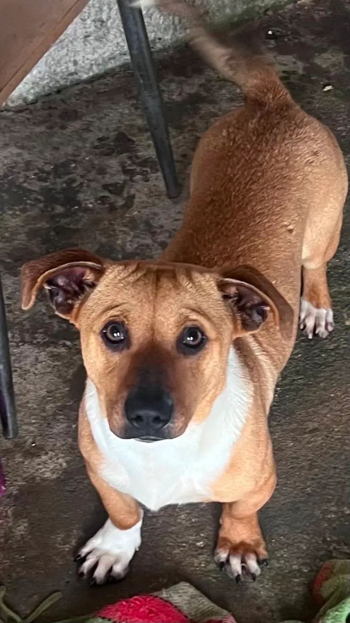 Cachorro para adoção 