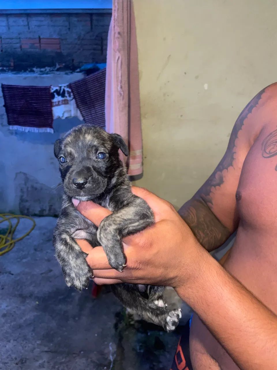 Doasse filhote de pitbull 