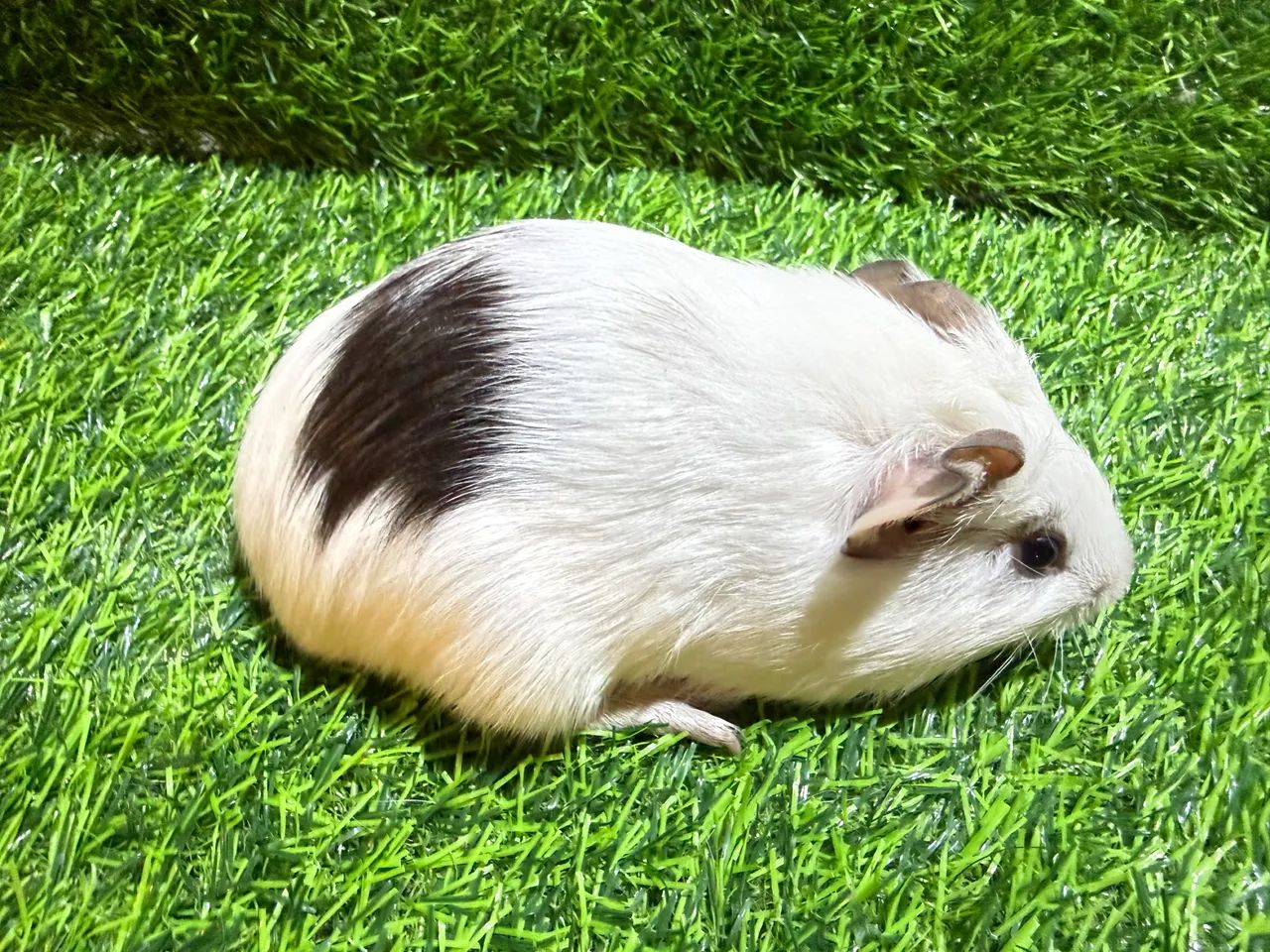 Filhotes de Porquinho da Índia  - Foto 6