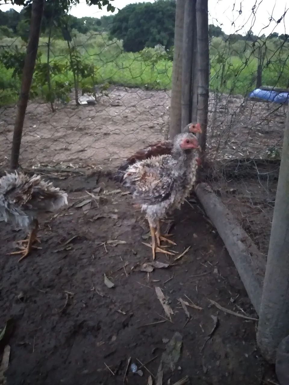 Frangos caipiras  - Foto 2