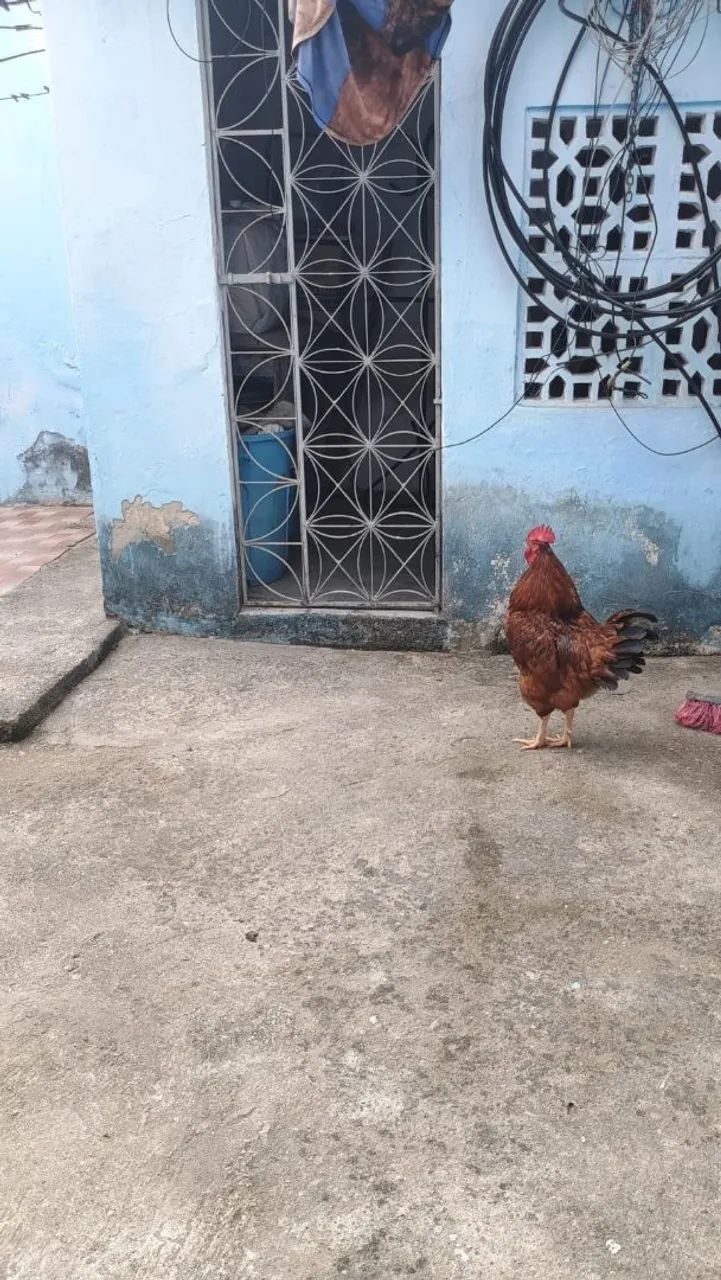 Galo - Foto 5