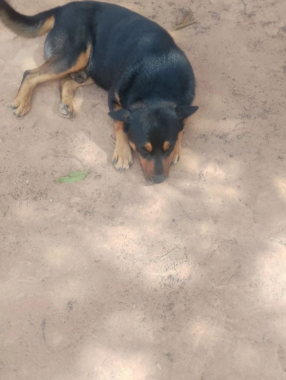 Doação de cachorro macho  - Foto 2