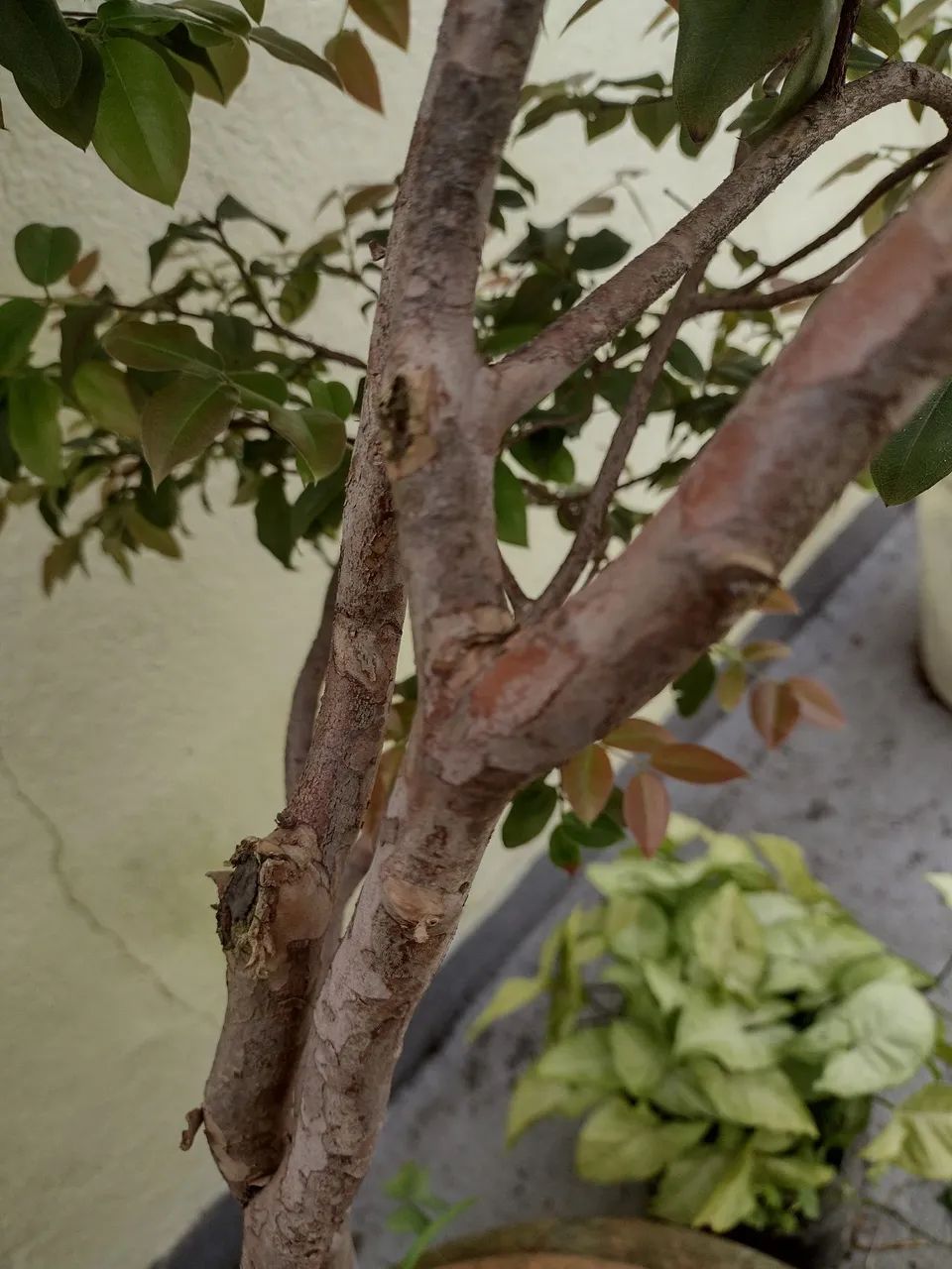 Muda de Jabuticaba Graúda olho de boi - Foto 4