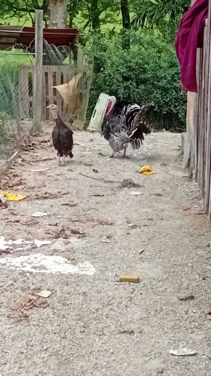 Casal peru