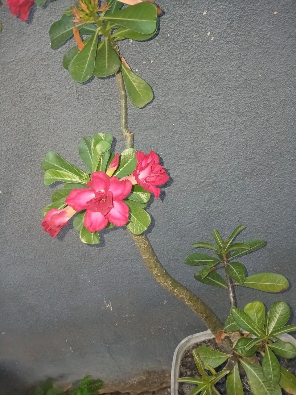 Vende-se 4 rosas do deserto  - Foto 3