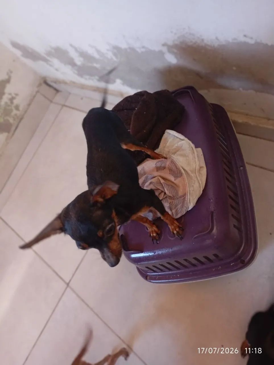 Cachorro Picher - Foto 3