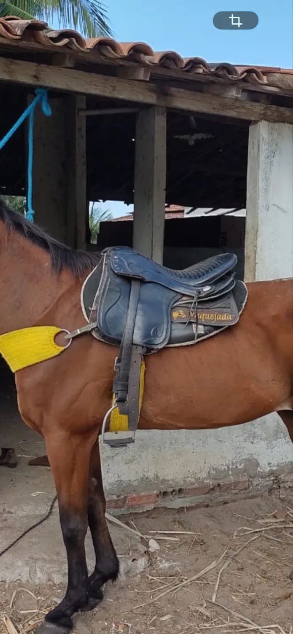 Sela para cavalo! 