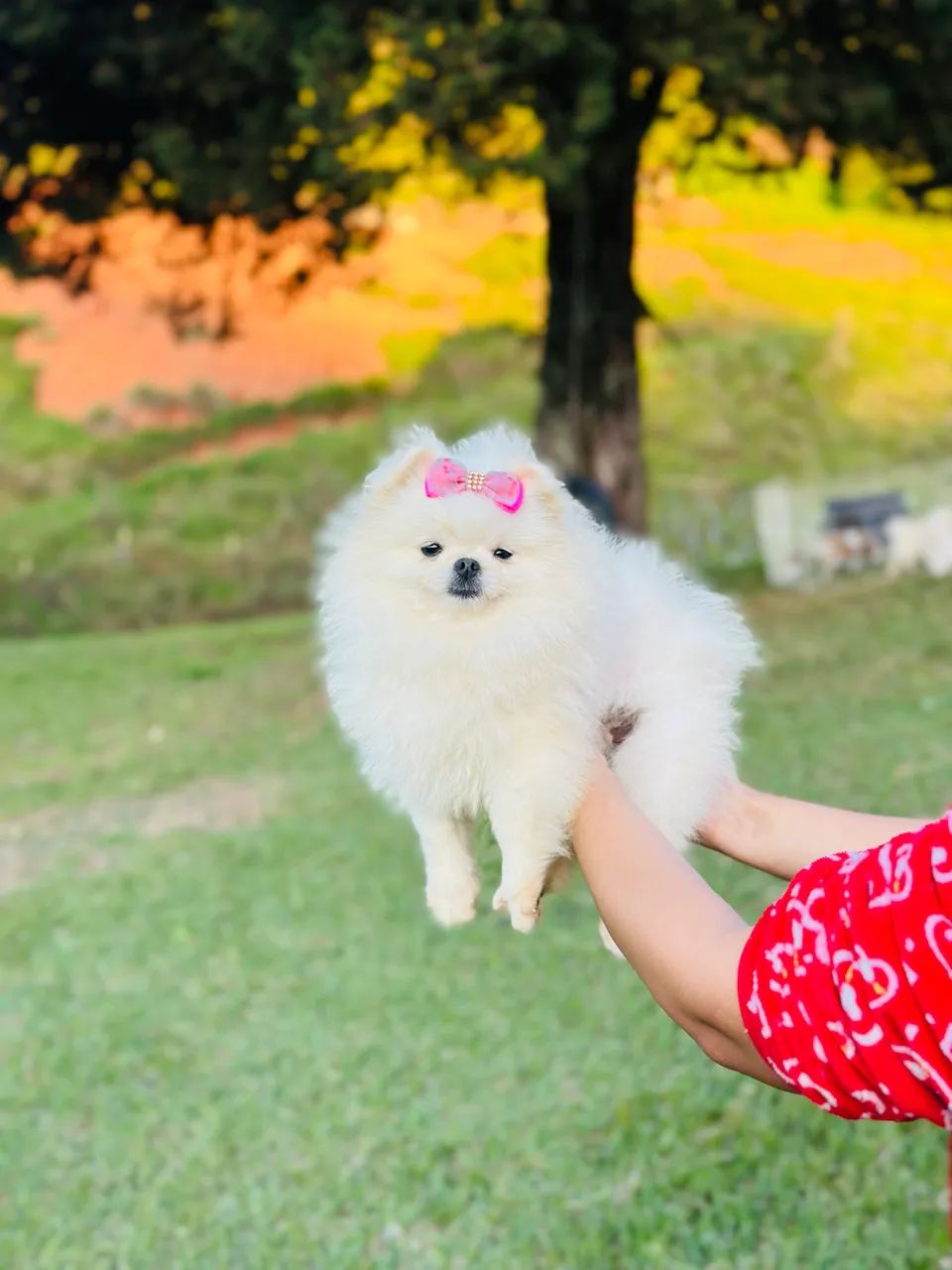 Spitz alemão anão 