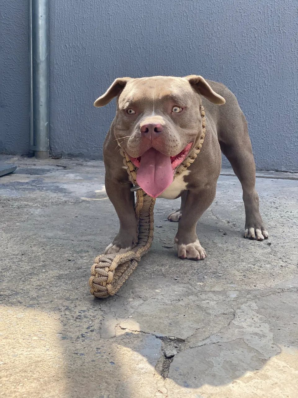 American bully pocket macho com pedigree  - Foto 2