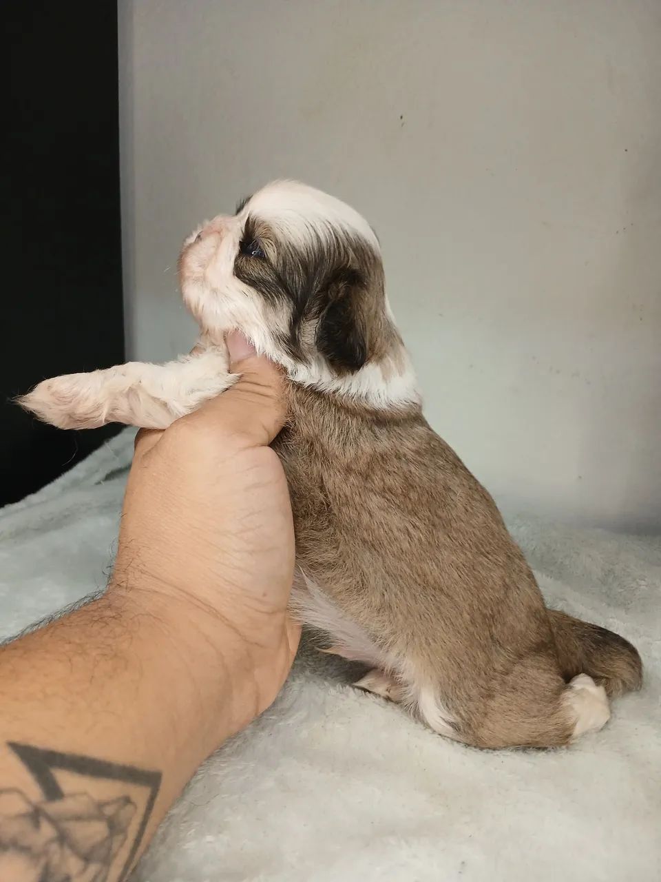Shihtzu macho disponível para reserva  - Foto 3